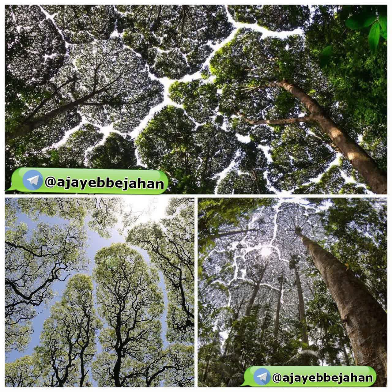 درختان هرگز به هم برخورد نمی کنند