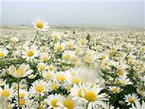 خواص بابونه و آموزش دمنوش بابونه