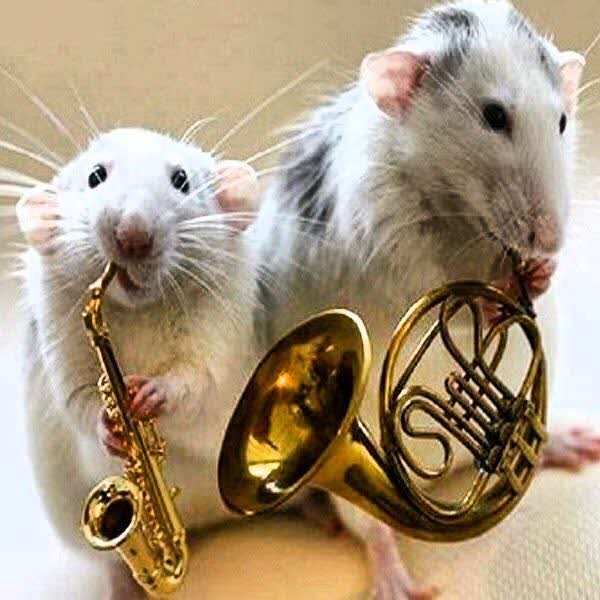 اثرات مواد مخدر بر موشها