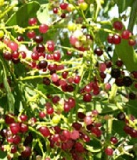 خواص درمانی گیاه سرخاب کولی