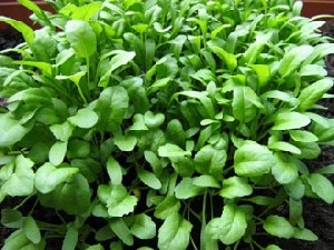 خواص درمانی تره تیزک برای قلب