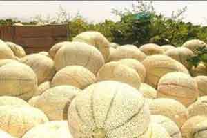 خواص طالبی چیست