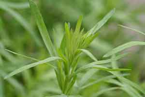 اطلاعات جامع در مورد گیاه ترخون