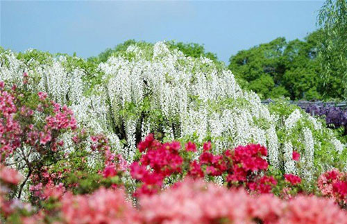 مسیر پیاده روی گلپوش در باغ کاواچی فوجی در ژاپن