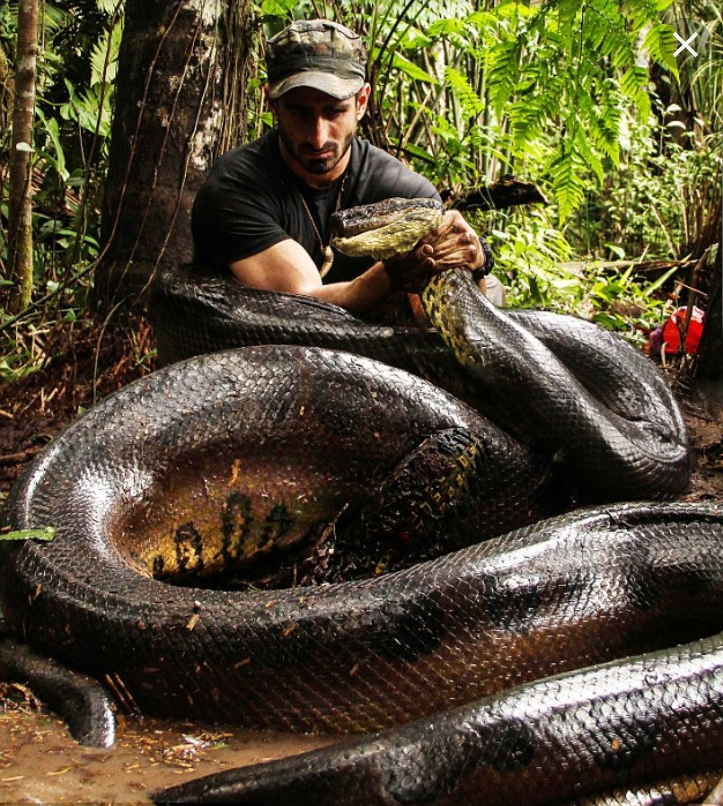 آناکوندا یا مار بوای آبی