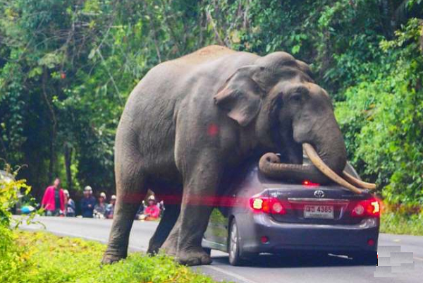 فیل بزرگترین حیوان در سیاره ما