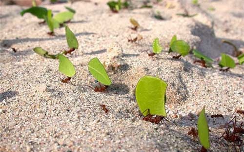 مورچه برگ خوار