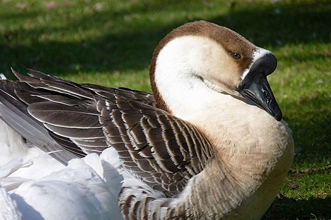 نژادی عجیب از غازها: غاز چینی