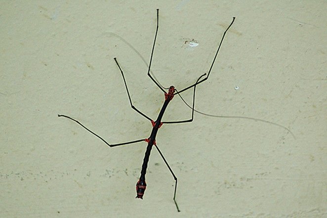 چوب متحرک! (حشره راست بال آمریکایی)