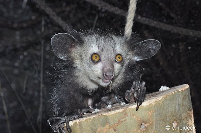 شکارچی لارو حشرات در شب: آی آی