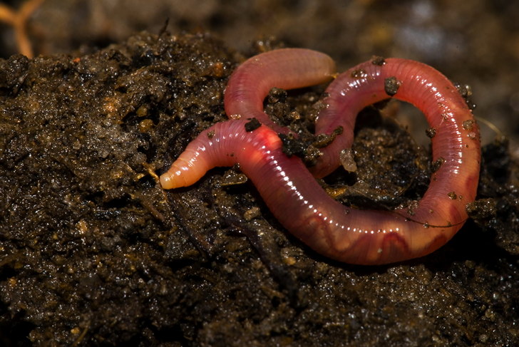 ۱۰ حقیقت جالب درباره کرم ها