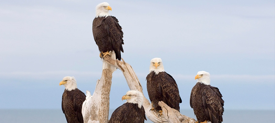 پنج ارز دیجیتال را زیر نظر بگیرید