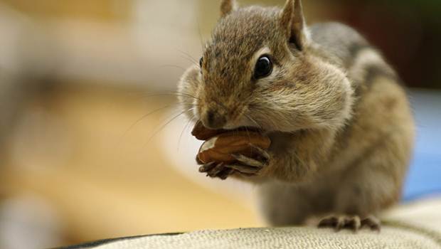 سمورچه و موش خاردار به عنوان حیوان خانگی
