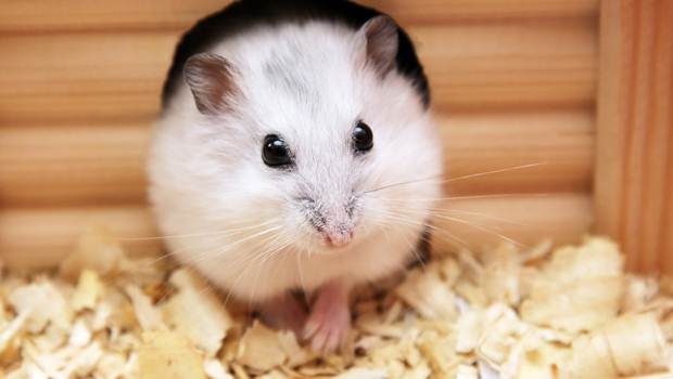 همستر به عنوان حیوان خانگی