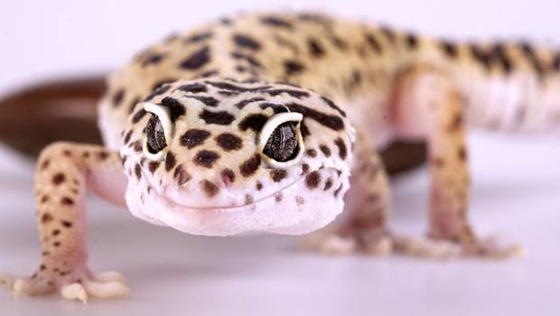 مارمولک خانگی گکو