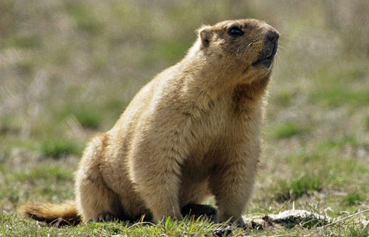 موش خرما می تواند حیوان خانگی باشد