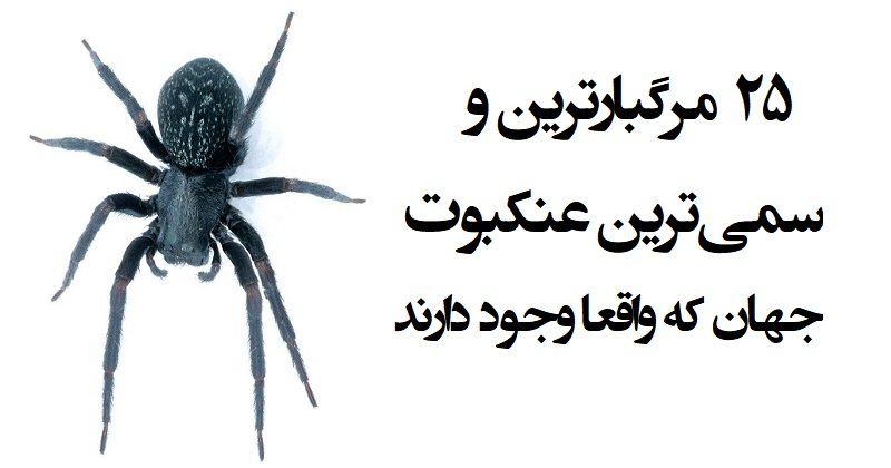 سمی ترین عنکبوت های جهان