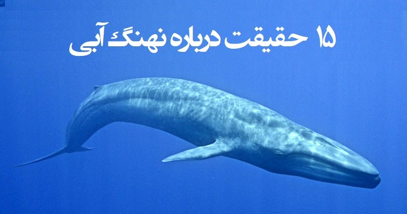۱۵ حقیقت درباره نهنگ آبی