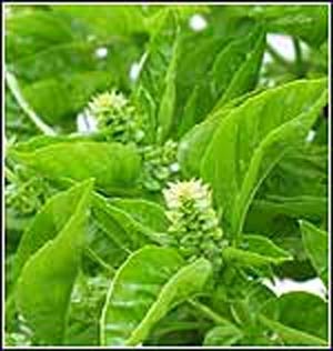 مصرف ریحان در تسکین سردرد 