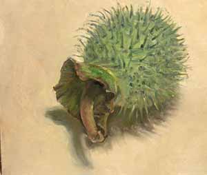 گیاه علفی تاتوره