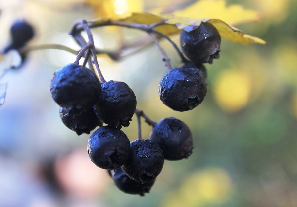 خواص درمانی زالزالک وحشی