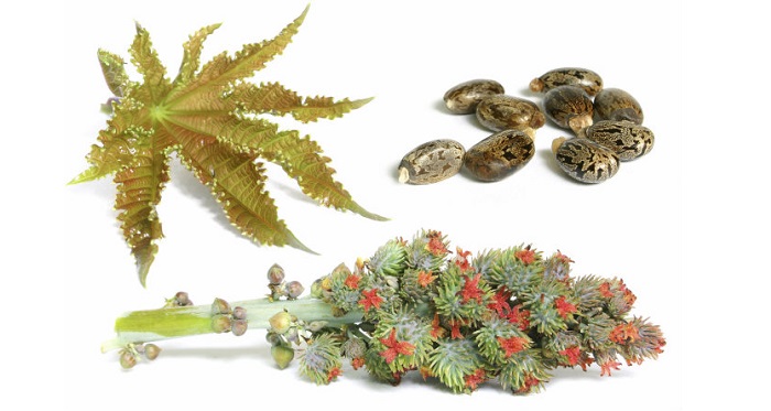 ۱۲ خاصیت دانه کرچک برای سلامتی