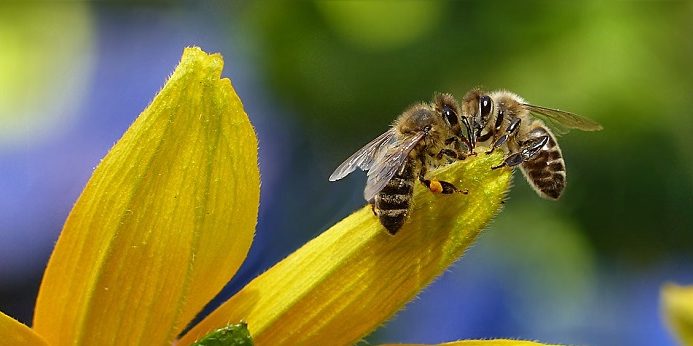 تعبیر خواب زنبور