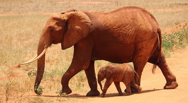 تعبیر خواب فیل