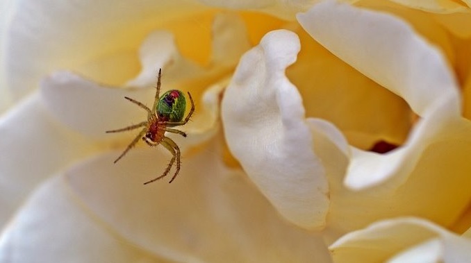 تعبیر خواب عنکبوت