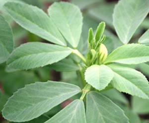 شنبلیله و فوایدش