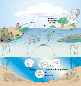 مسمومیت با جیوه در زندگی روزمره