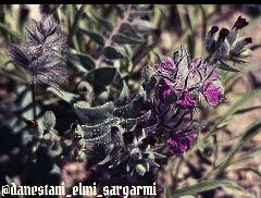 خواص چای کوهی 