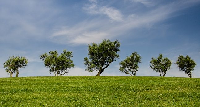 ۱۰ تعبیر دیدن درخت در خواب