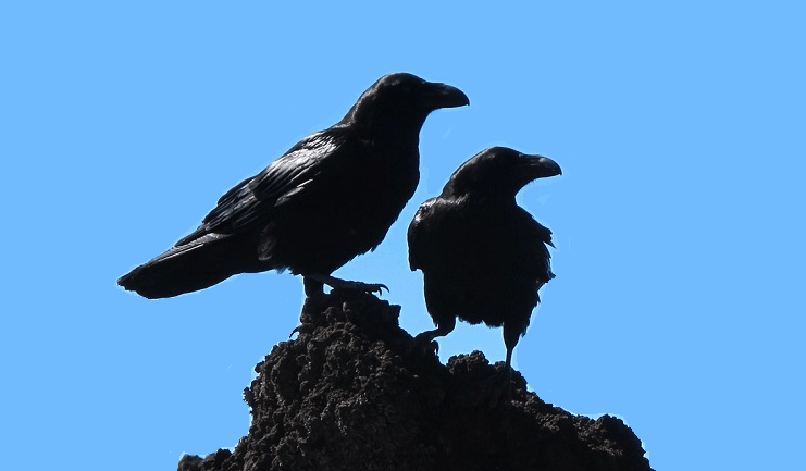 ۹ تعبیر دیدن کلاغ در خواب