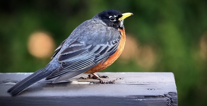 ۲۰ تفسیر دیدن پرنده در خواب