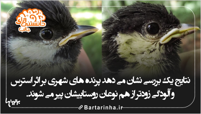 میلیونر آمریکایی