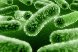 احتمال همه گیری وبا وجود دارد 