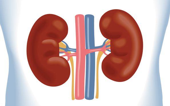 چگونه متوجه شویم کلیه ها مشکل دارند ؟