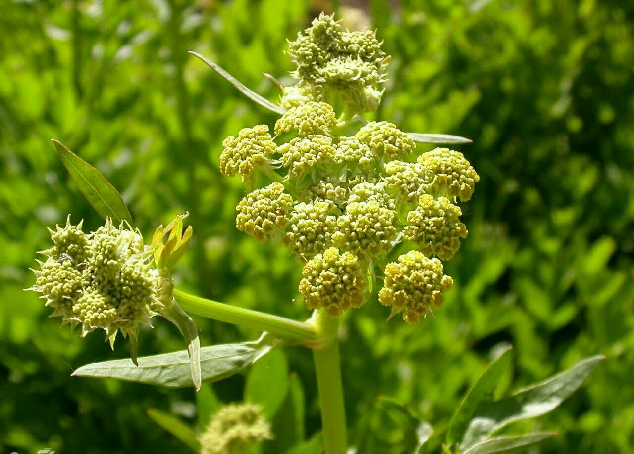درمان کم خونی با طب سنتی