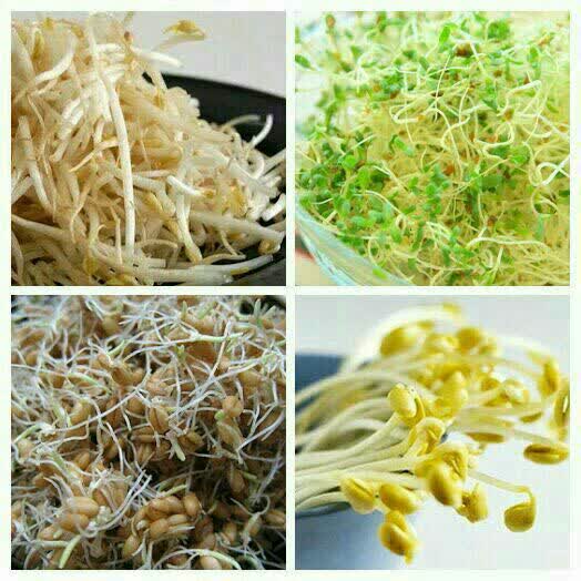 جوانه های پرخاصیت برای بدن 