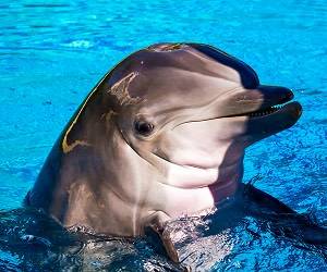  موجودات دریایی که بیرون آب نفس میکشند 