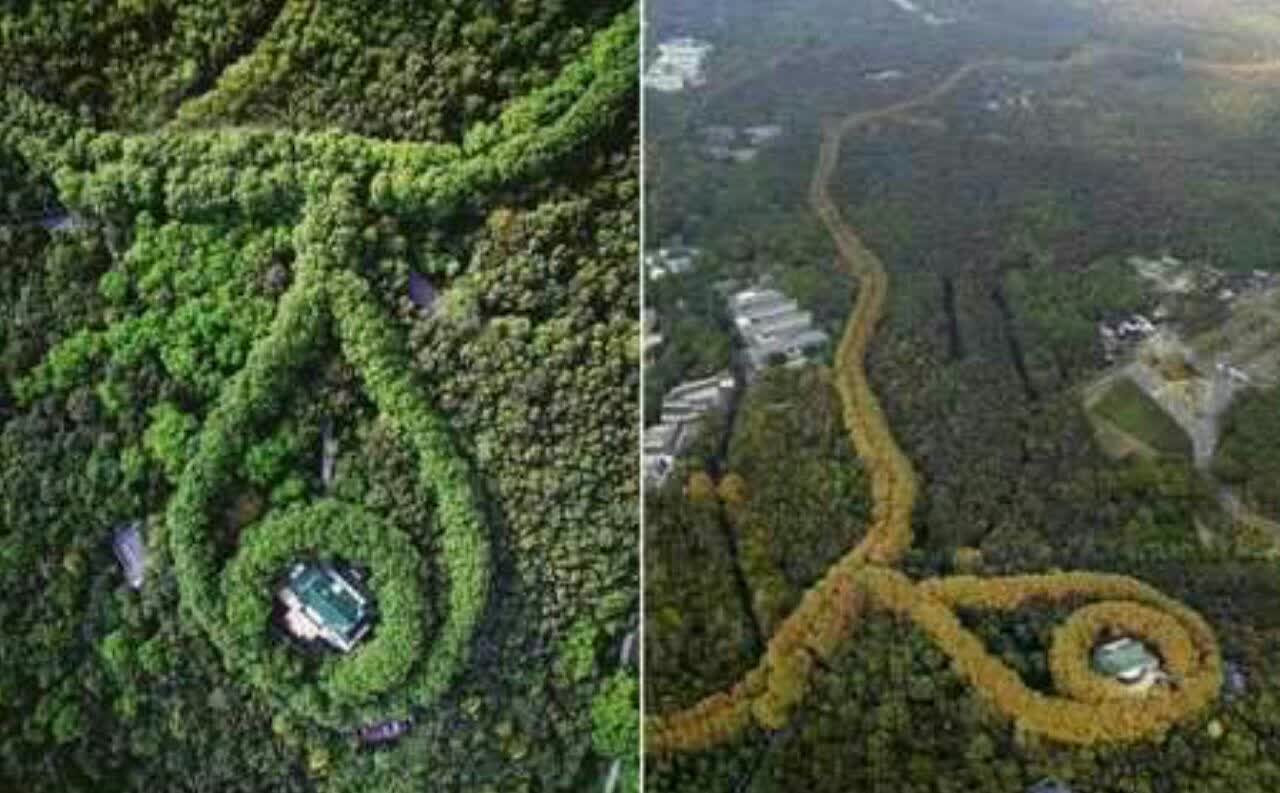 زیباترین گردنبند زمرد