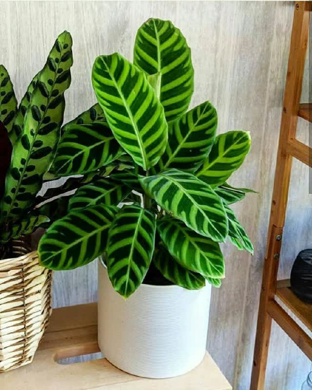 کالاته‌آ یا کالاتیا