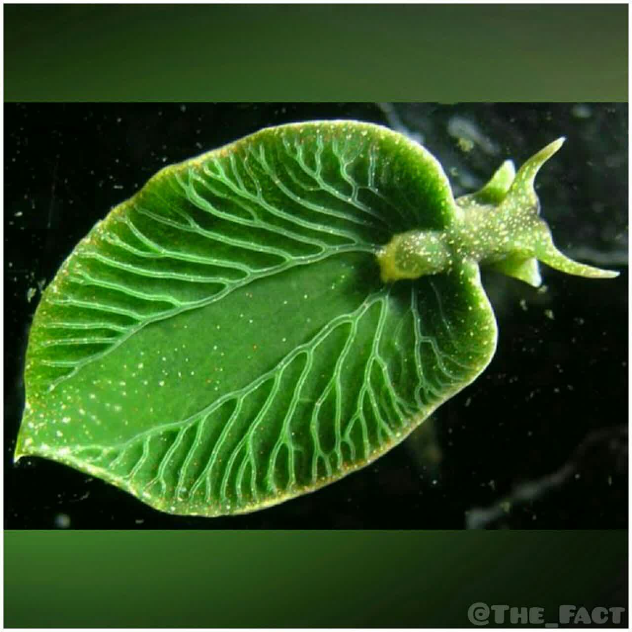 حلزون با نام ایسترن