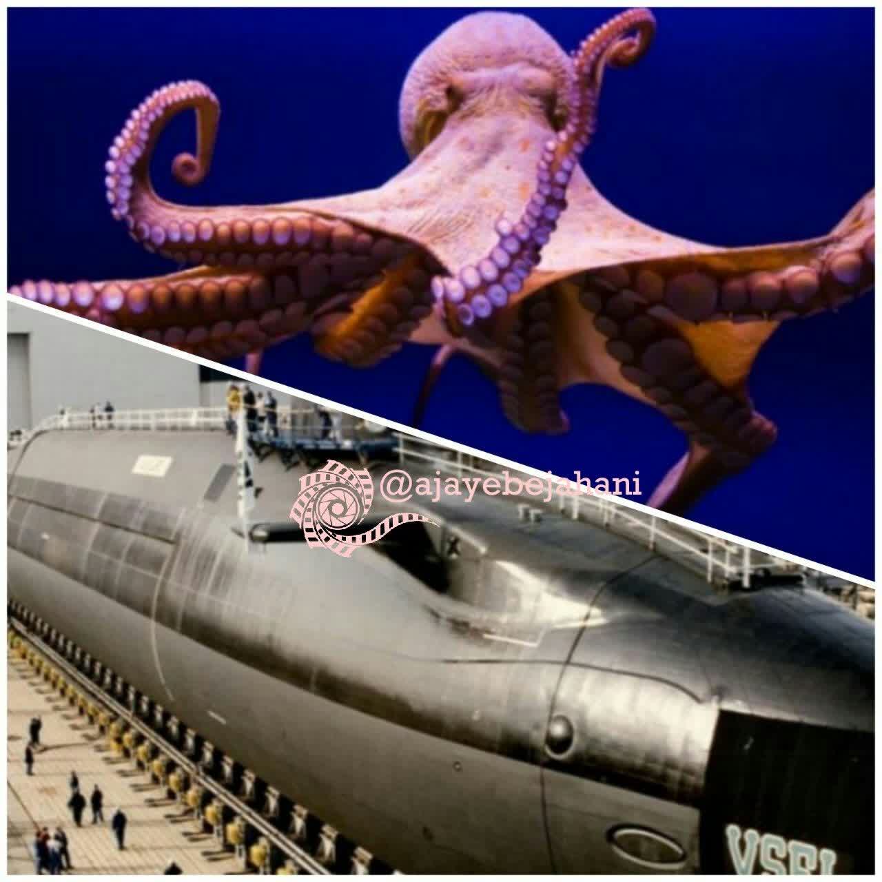 بزرگترین اختاپوس دنیا