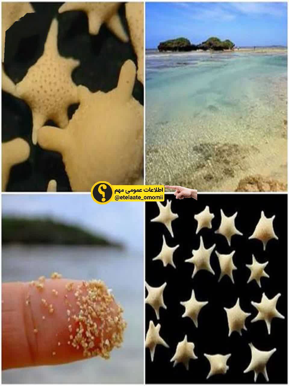 ﻮﺷﯿﺰﻭﻧﺎ ﻧﻮ ﻫﻮﻣﺎ