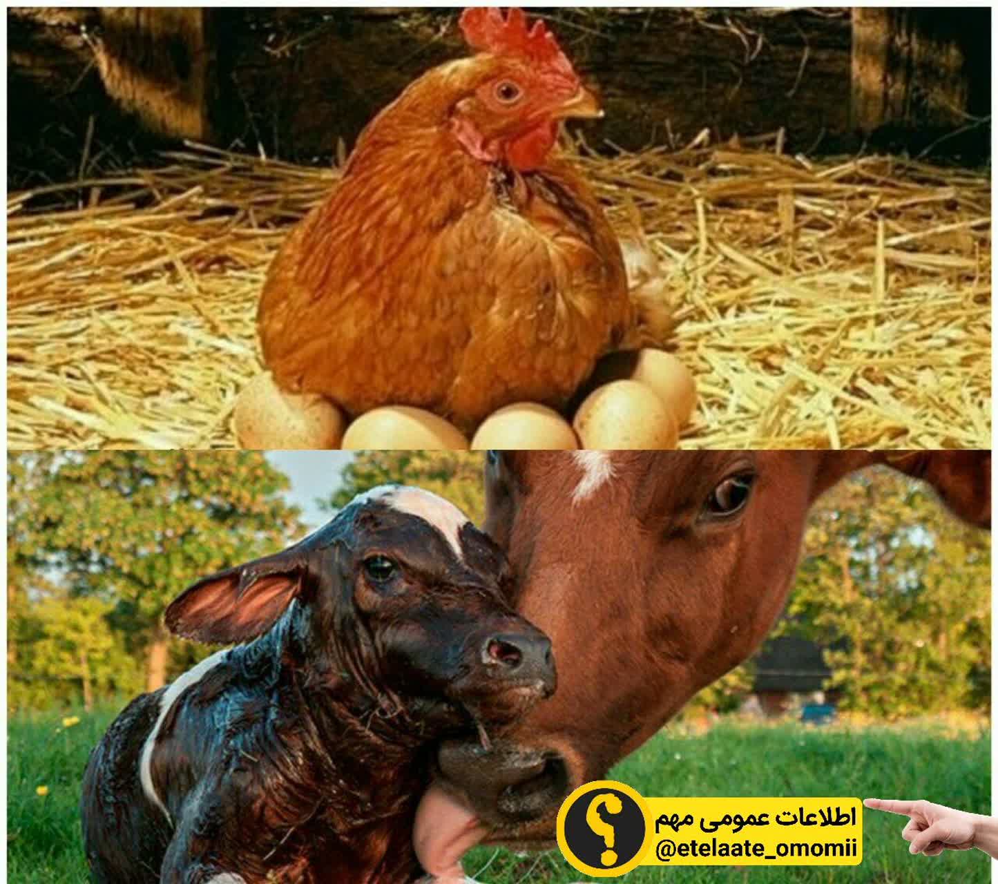 گوش حیوانات