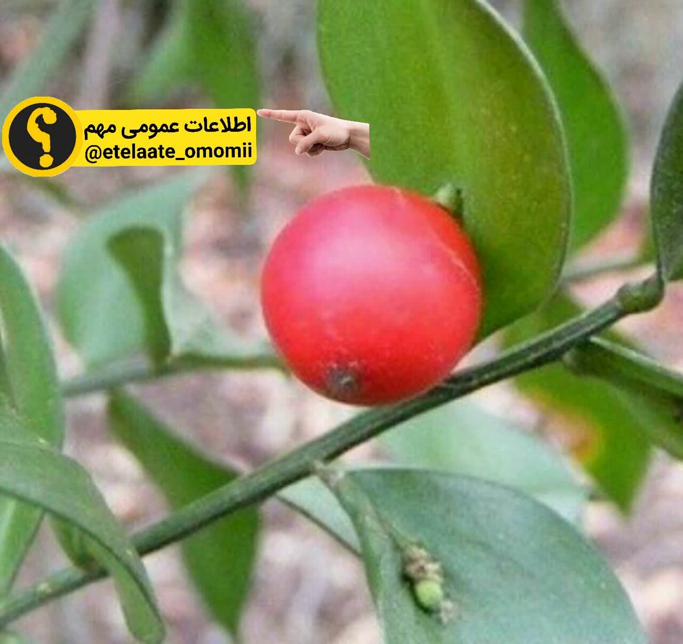 گیاهی که میوه هایش روی برگش هست