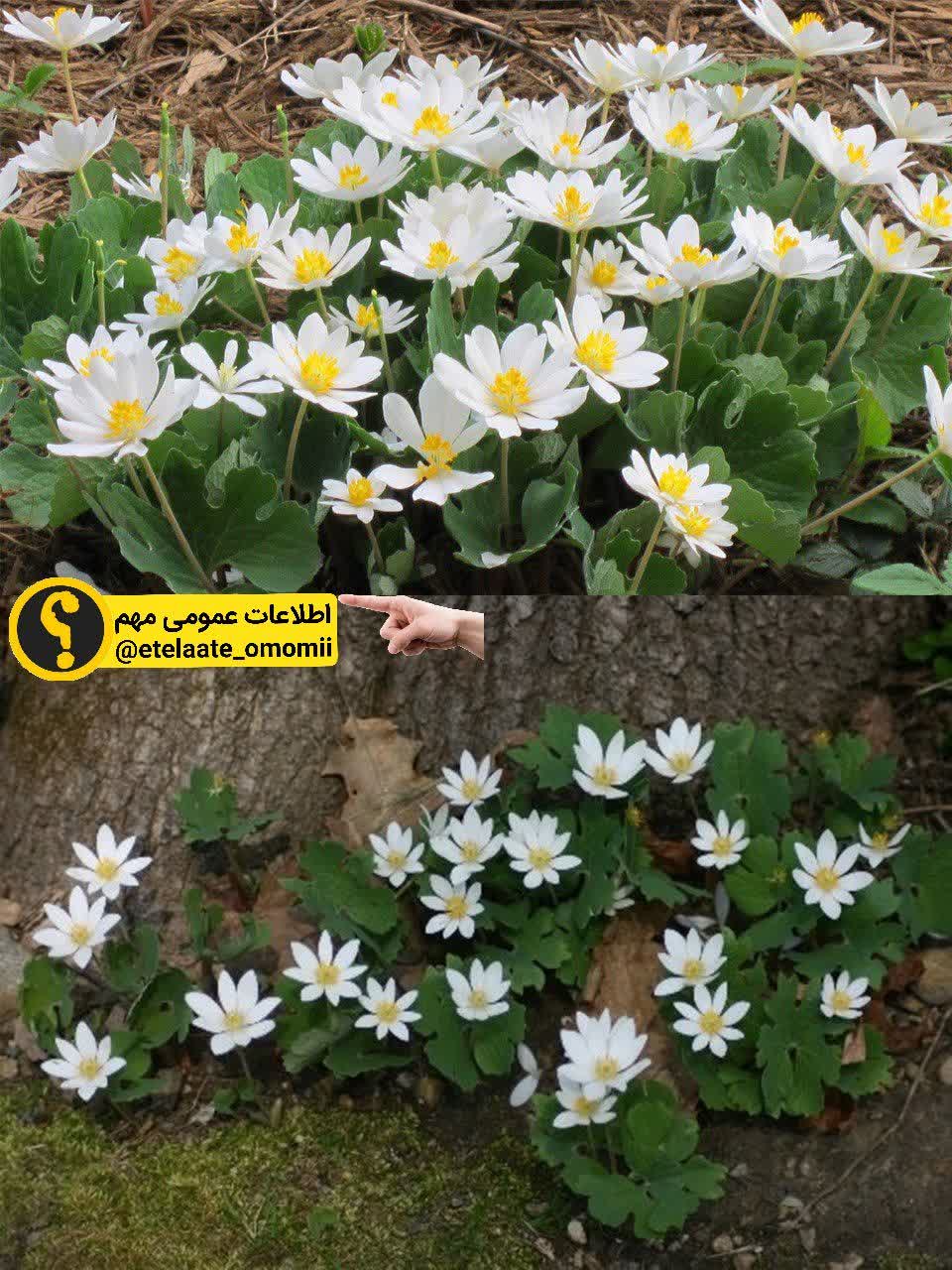 گل سقط جنین