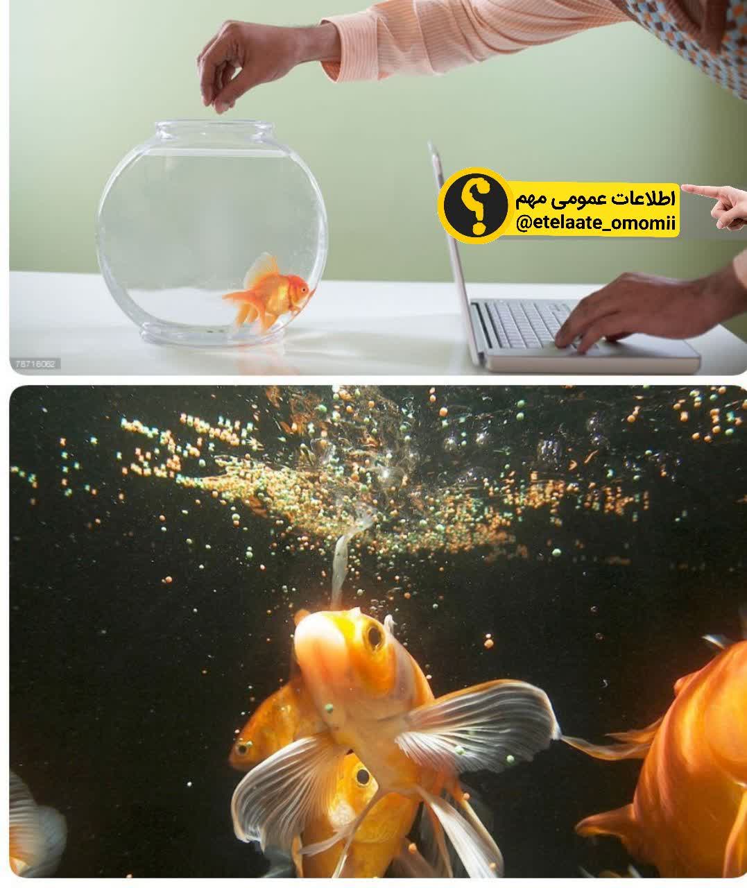 دلیل مرگ زودرس ماهی های قرمز